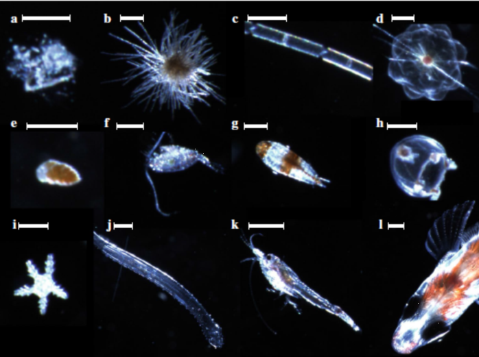 CPICS浮游生物彩色連續(xù)成像分類系統(tǒng)(圖7)